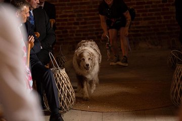 The Wedding Day Dog Chaperones