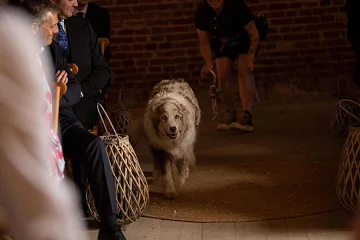 The Wedding Day Dog Chaperones