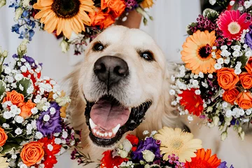 The Happy Tails Club Wedding Chaperone Service