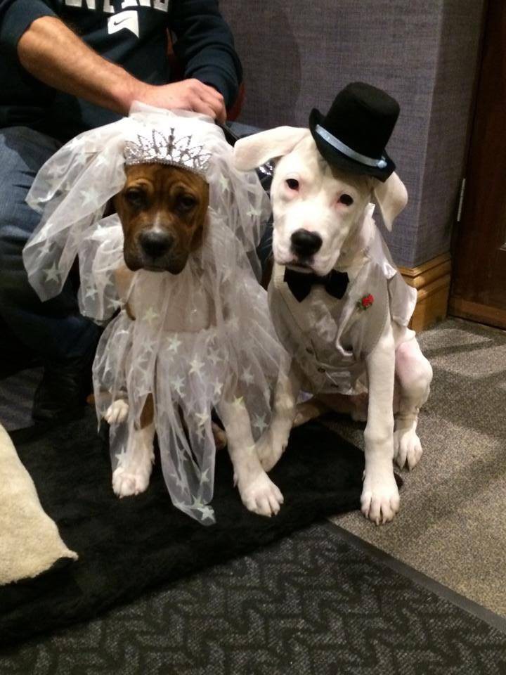 MFH Wedding Fair &amp; Charity Dress Auction - 17th April 2016